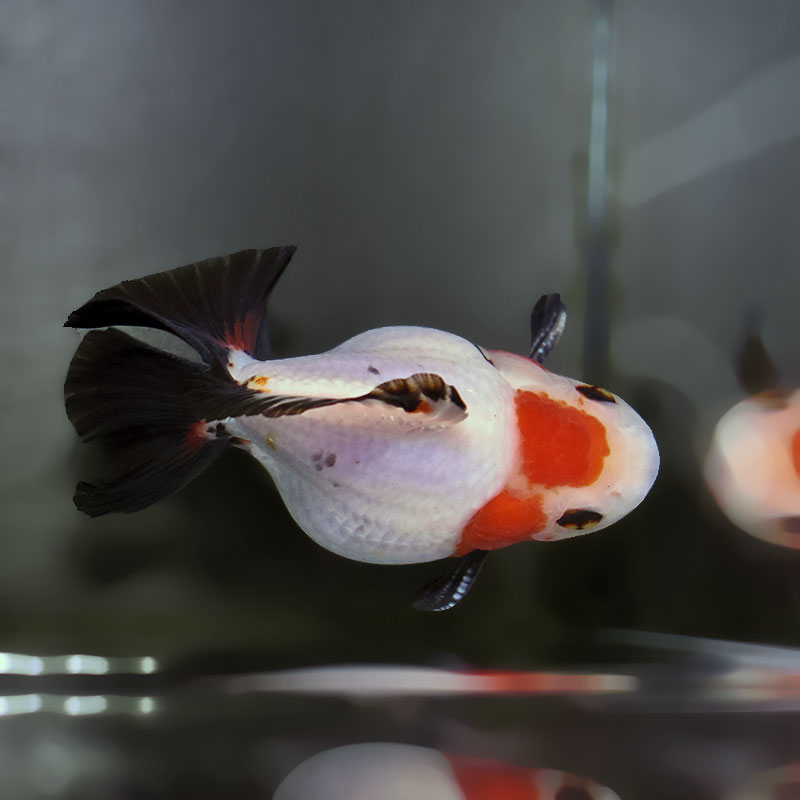 金魚王子】三色ショートテールオランダ 11cm前後 (個体番号：xsw651