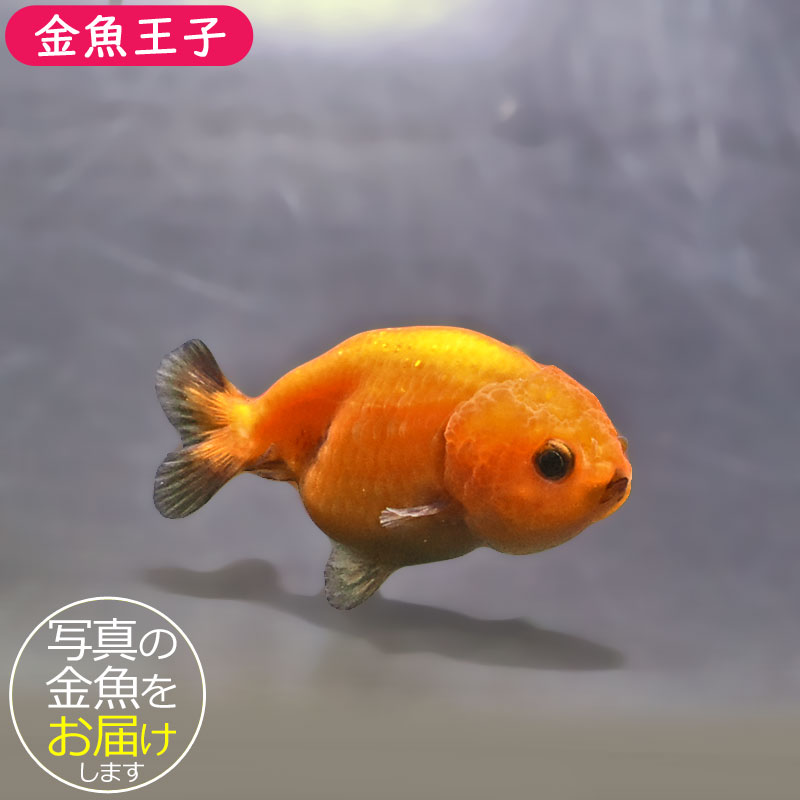 金魚王子】ベビーらんちゅう 6±1cm前後 (個体番号：xsw805) 金魚