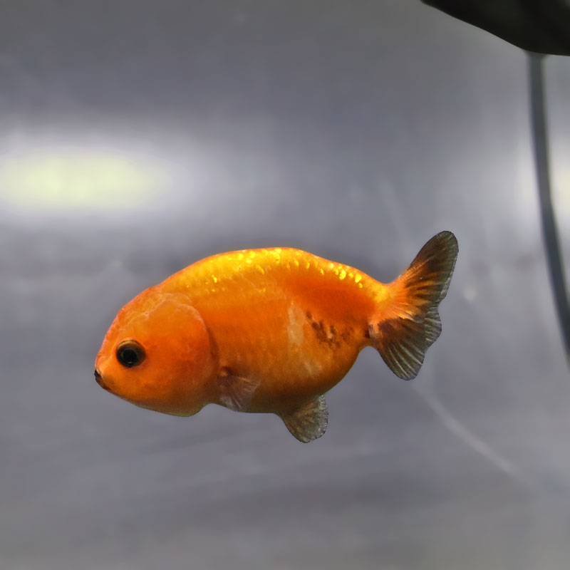 金魚王子】ベビーらんちゅう 6±1cm前後 (個体番号：xsw805) 金魚