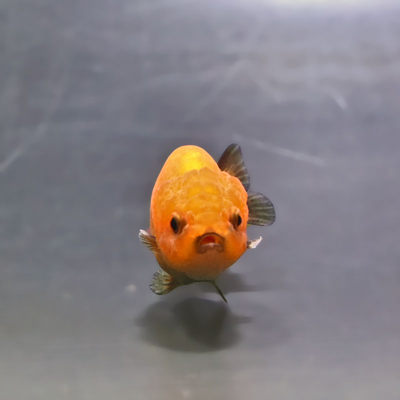 金魚王子】ベビーらんちゅう 6±1cm前後 (個体番号：xsw805) 金魚