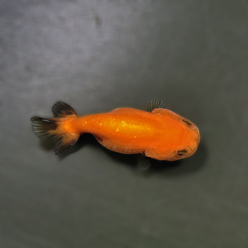 らんちゅう他 金魚王子】ベビーらんちゅう 6±1cm前後 (個体番号：xsw805) 金魚