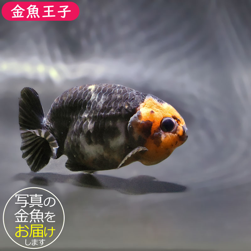 金魚王子】江戸錦 8～9cm前後 (個体番号：zaq425) 金魚 きんぎょ 生体
