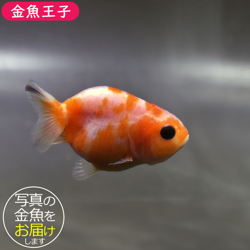 金魚王子】桜錦 6±1cm前後 (個体番号：zaq762) 金魚 きんぎょ 生体