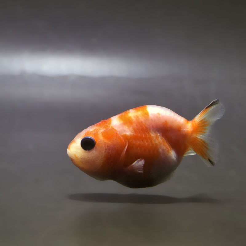 金魚王子】桜錦 6±1cm前後 (個体番号：zaq762) 金魚 きんぎょ 生体