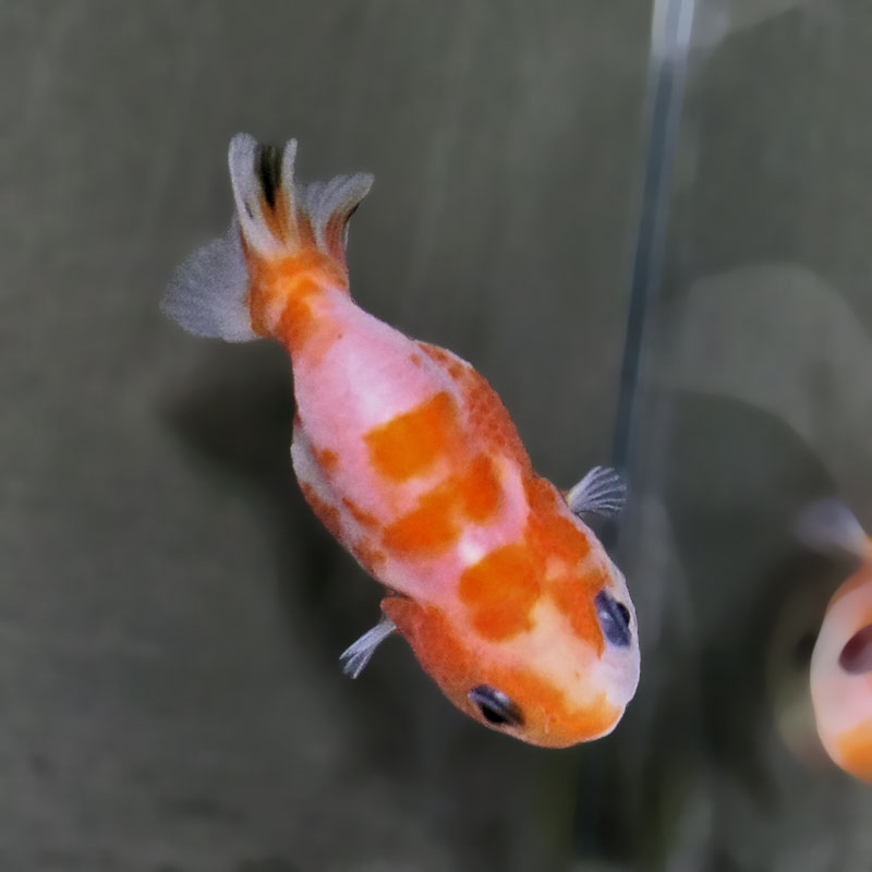 金魚王子】桜錦 6±1cm前後 (個体番号：zaq762) 金魚 きんぎょ 生体