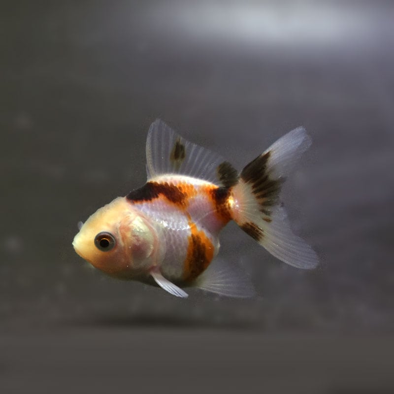 金魚王子】ベビーオランダ 5±1cm前後 (個体番号：cde355) 金魚