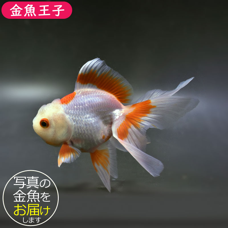 金魚王子】更紗オランダ 12cm前後 (個体番号：cde533) 金魚