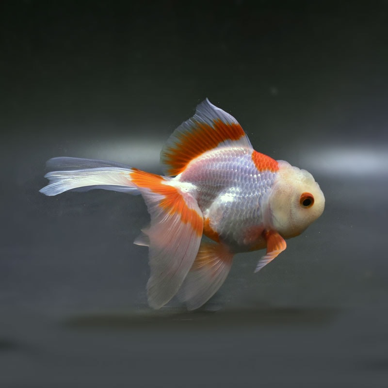 金魚王子】更紗オランダ 12cm前後 (個体番号：cde533) 金魚 きんぎょ