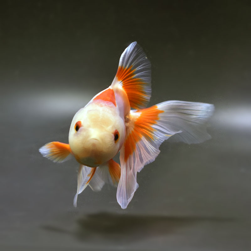 金魚一位　 金魚王子】更紗オランダ 12cm前後 (個体番号：cde533) 金魚 きんぎょ