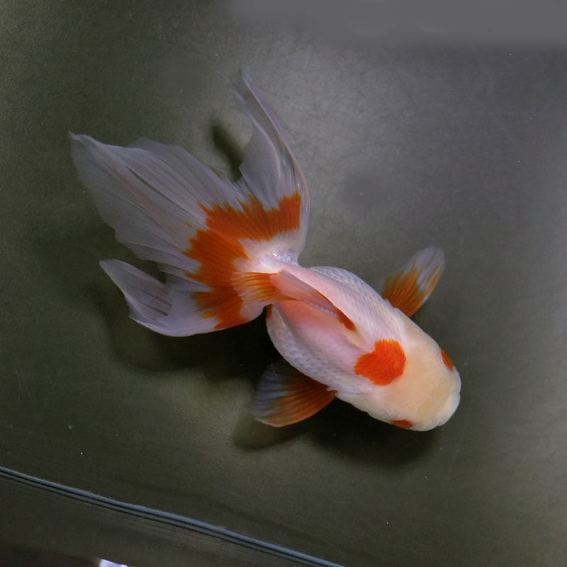 金魚王子】更紗オランダ 12cm前後 (個体番号：cde533) 金魚 きんぎょ