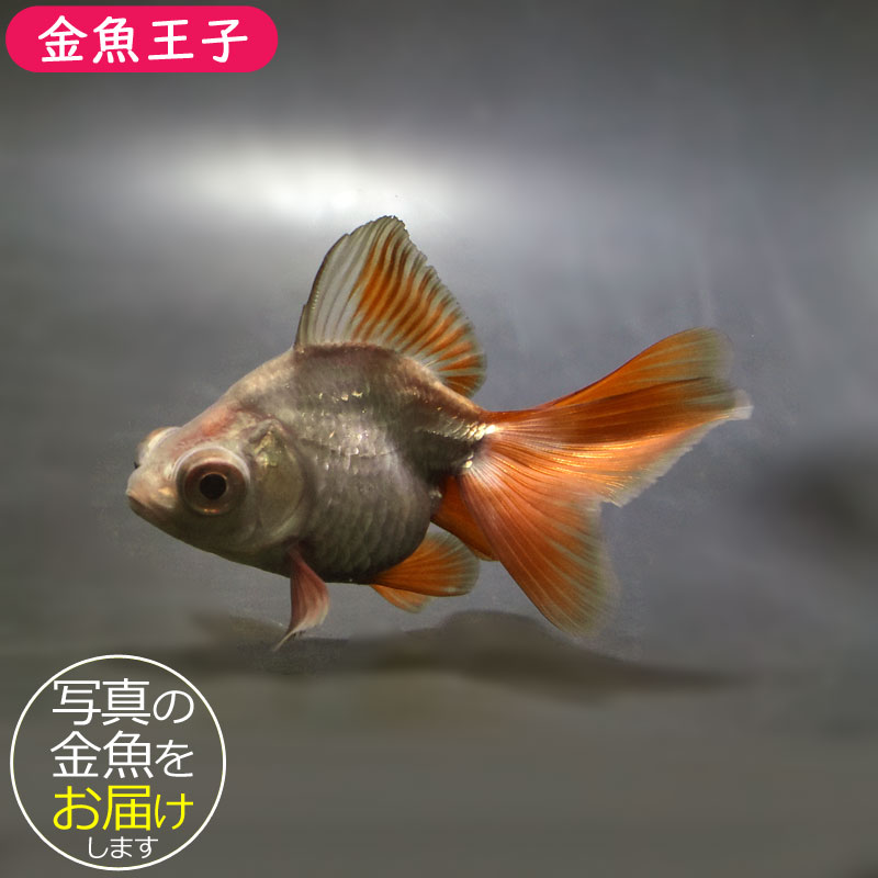 金魚王子】メノウ蝶尾 9±1cm前後 (個体番号：cde713) 金魚 きんぎょ