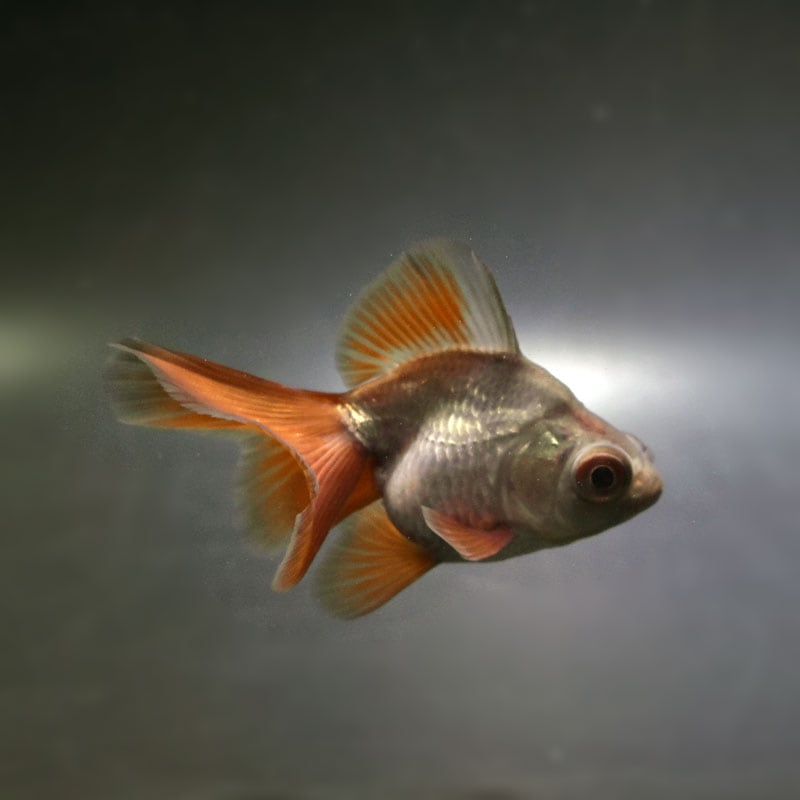 金魚王子】メノウ蝶尾 9±1cm前後 (個体番号：cde713) 金魚 きんぎょ