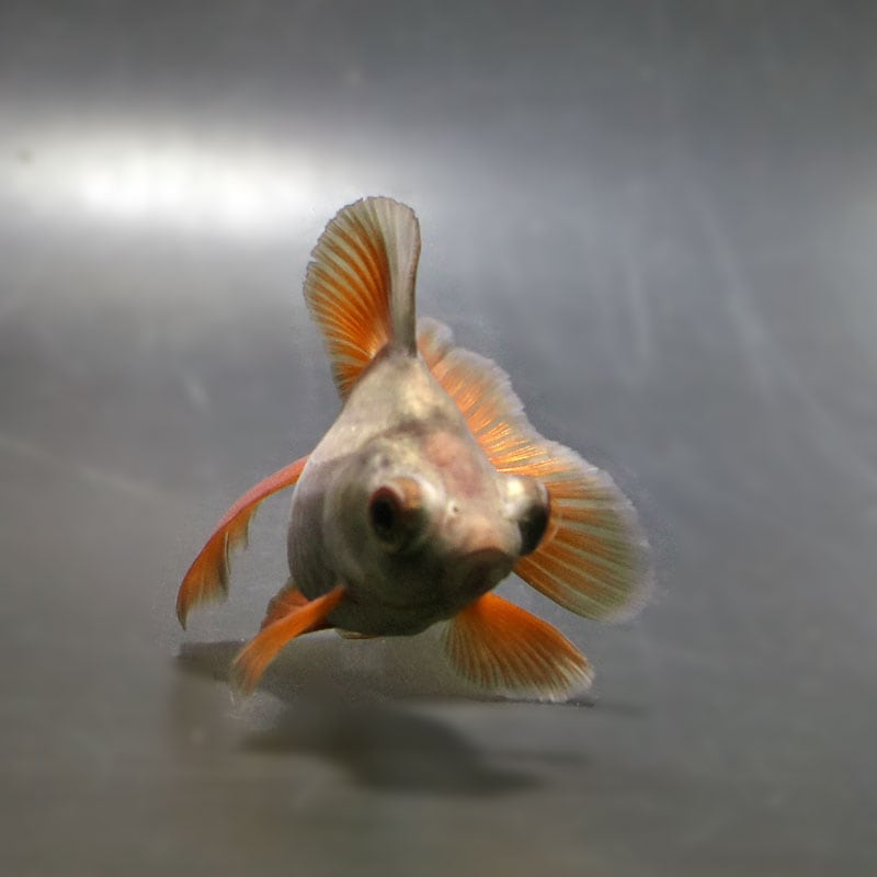 金魚王子】メノウ蝶尾 9±1cm前後 (個体番号：cde713) 金魚 きんぎょ