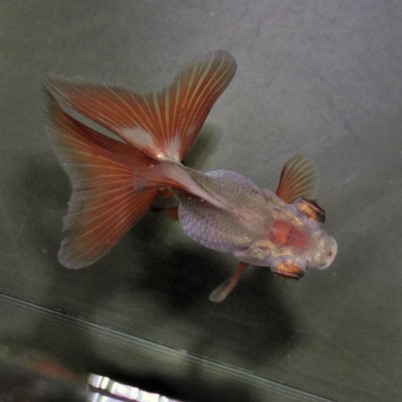 金魚王子】メノウ蝶尾 9±1cm前後 (個体番号：cde713) 金魚 きんぎょ