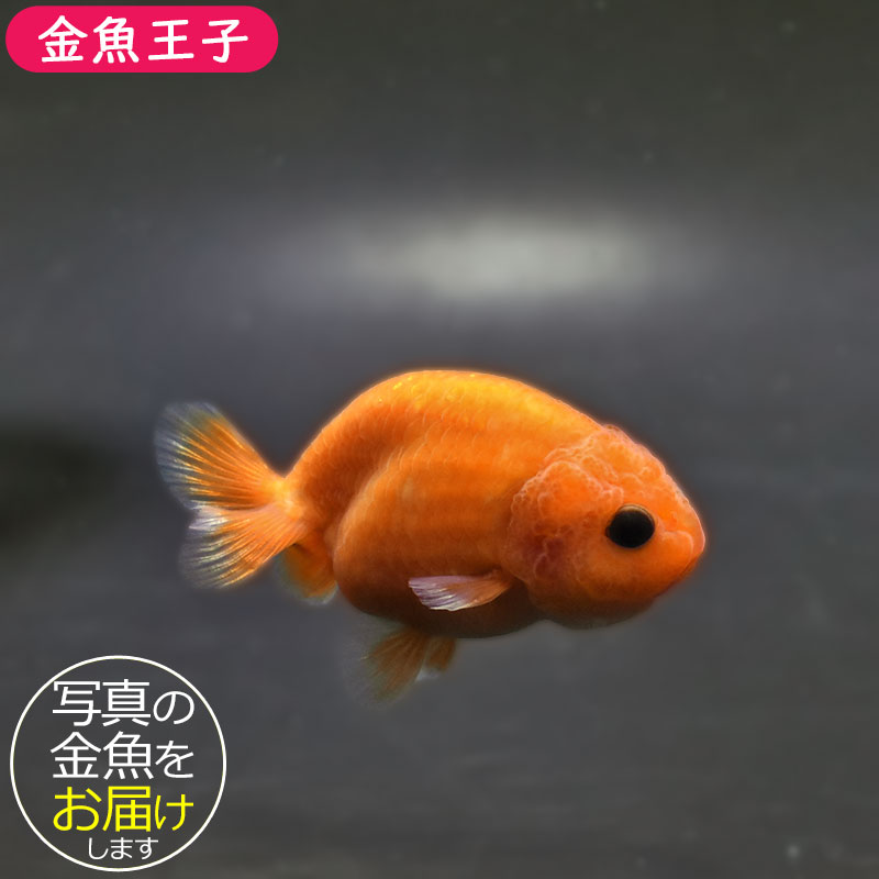 金魚王子】もみじらんちゅう 7～8cm前後 (個体番号：xsw131) 金魚