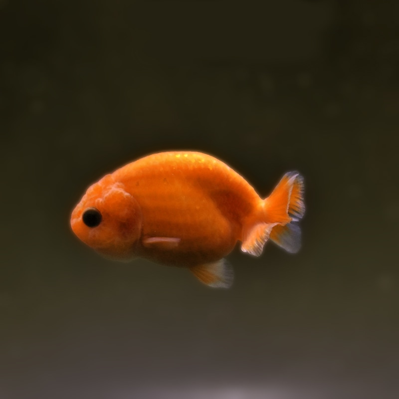 アクリルアート 楽 もみじ ヘッドホン らんちゅう 縁起物 金魚 ランチュウ らんちゅう ランチュウ 金魚 ペット用品 生き物 生体アート プレゼント