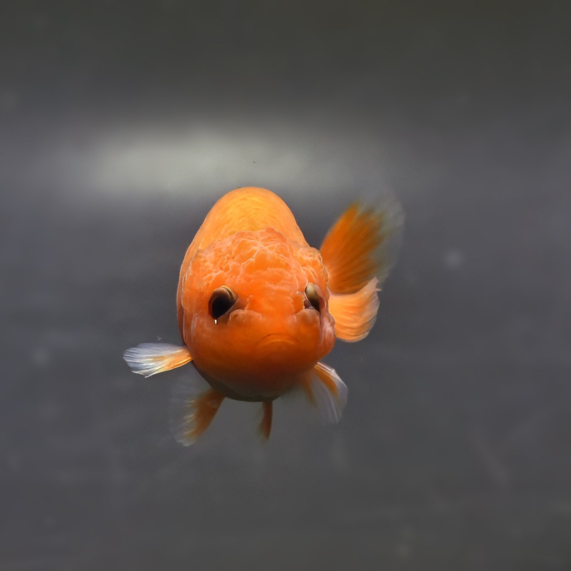 金魚王子】もみじらんちゅう 7～8cm前後 (個体番号：xsw131) 金魚