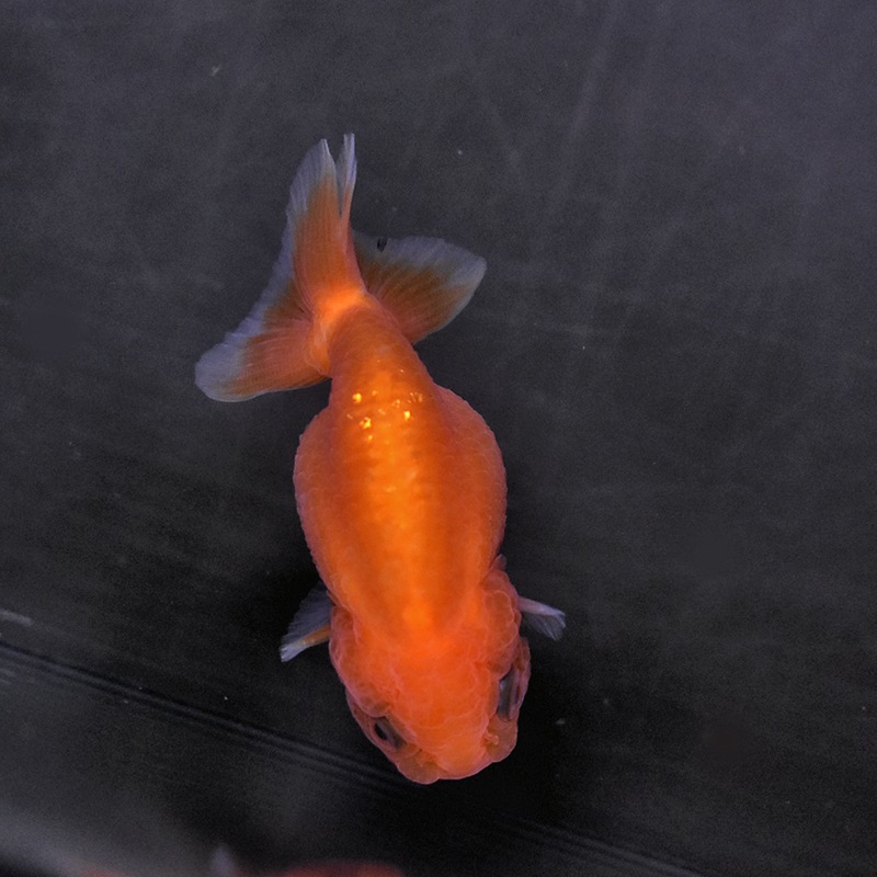 金魚王子】もみじらんちゅう 7～8cm前後 (個体番号：xsw131) 金魚