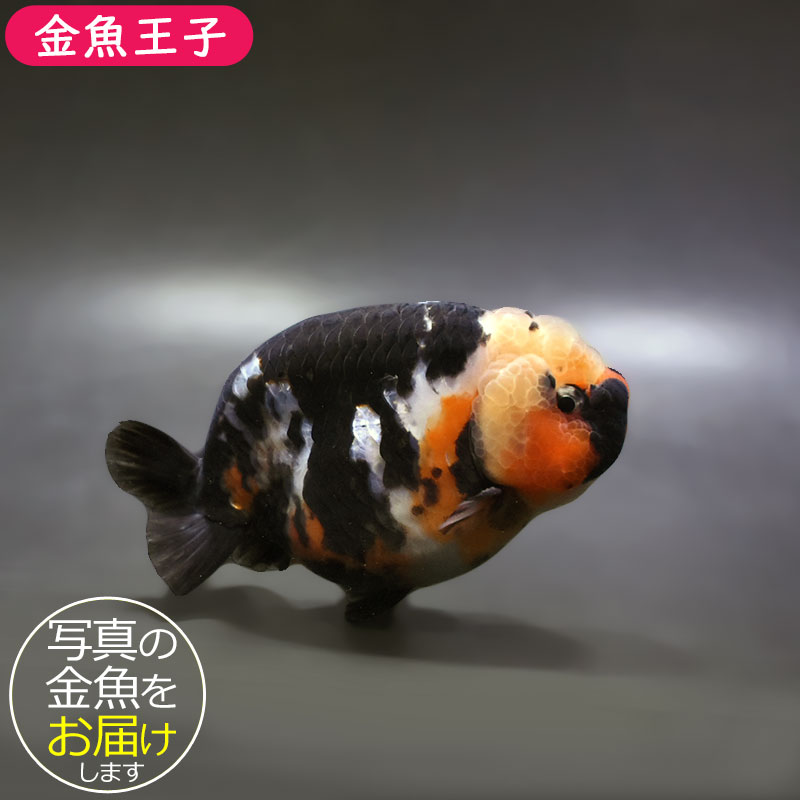 金魚王子】墨江戸錦 11.5cm前後 (個体番号：xsw284) 金魚 きんぎょ
