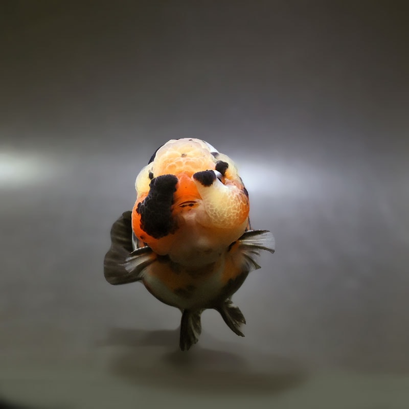 金魚王子】墨江戸錦 11.5cm前後 (個体番号：xsw284) 金魚 きんぎょ