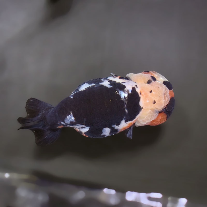 金魚王子】墨江戸錦 11.5cm前後 (個体番号：xsw284) 金魚 きんぎょ