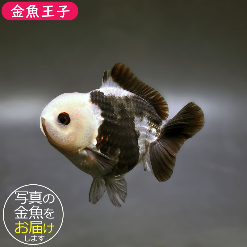 大型金魚。 金魚王子】トリカラーオランダ 9±1cm前後 (個体番号：xsw461) 金魚