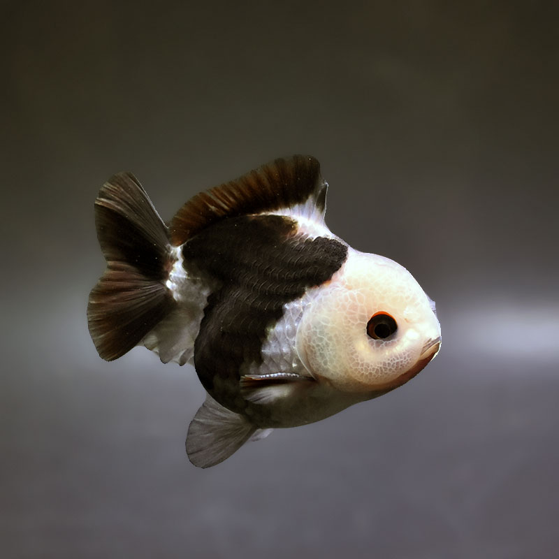金魚王子】トリカラーオランダ 9±1cm前後 (個体番号：xsw461) 金魚
