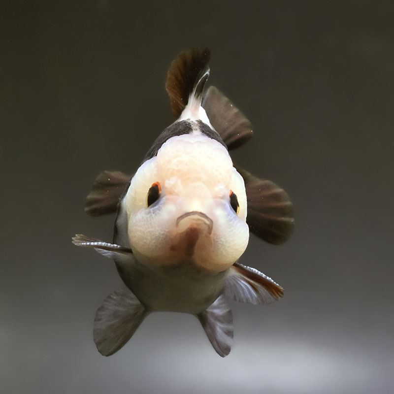 金魚王子】トリカラーオランダ 9±1cm前後 (個体番号：xsw461) 金魚