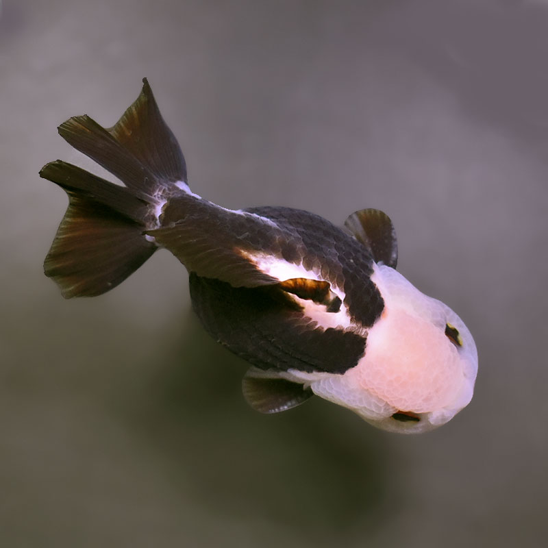金魚王子】トリカラーオランダ 9±1cm前後 (個体番号：xsw461) 金魚