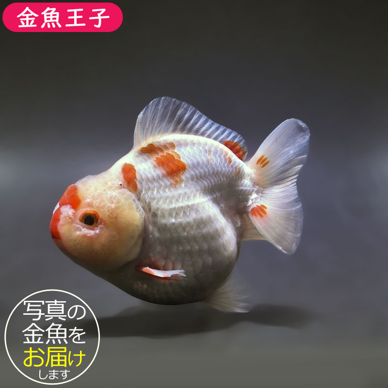 金魚王子】更紗ショートテールオランダ 11cm前後 (個体番号：xsw652