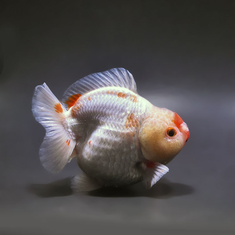金魚王子】更紗ショートテールオランダ 11cm前後 (個体番号：xsw652