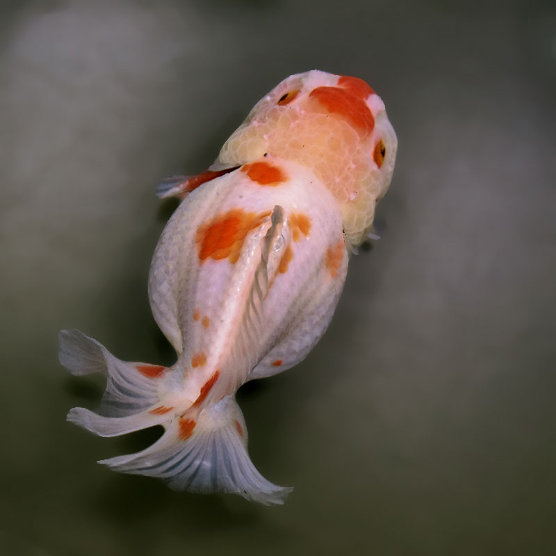金魚王子】更紗ショートテールオランダ 11cm前後 (個体番号：xsw652