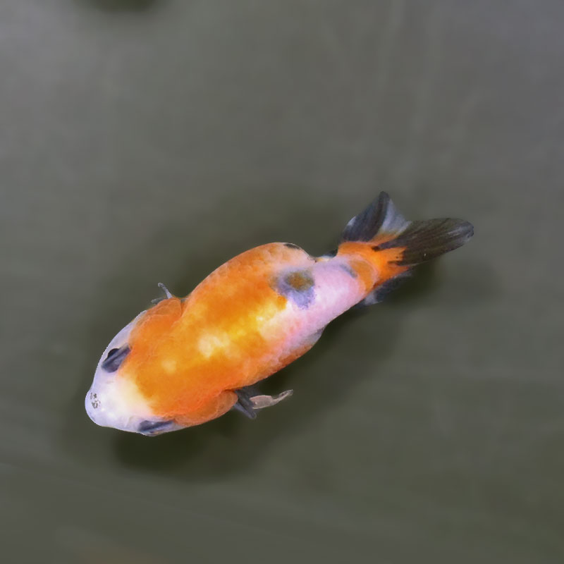 金魚王子】ベビーらんちゅう 6±1cm前後 (個体番号：xsw806) 金魚