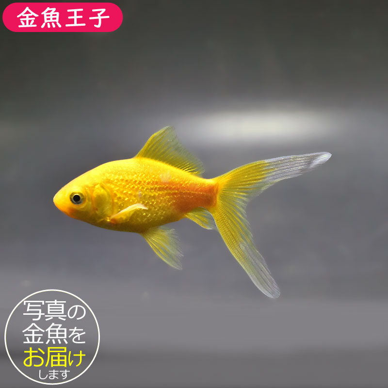 金魚ページ 金魚王子】キラキラ 8～9cm前後 (個体番号：xsw971) 金魚 きんぎょ