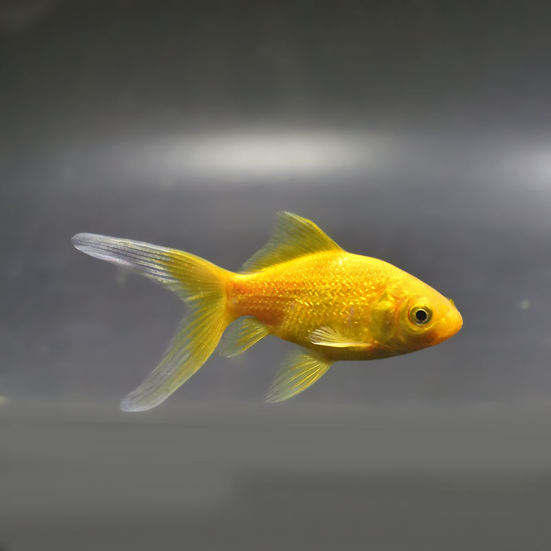 超美品 スワロフスキー デメキン 金魚 魚 2007年 11-26041601 金魚王子】キラキラ 8～9cm前後 (個体番号：xsw971) 金魚 きんぎょ