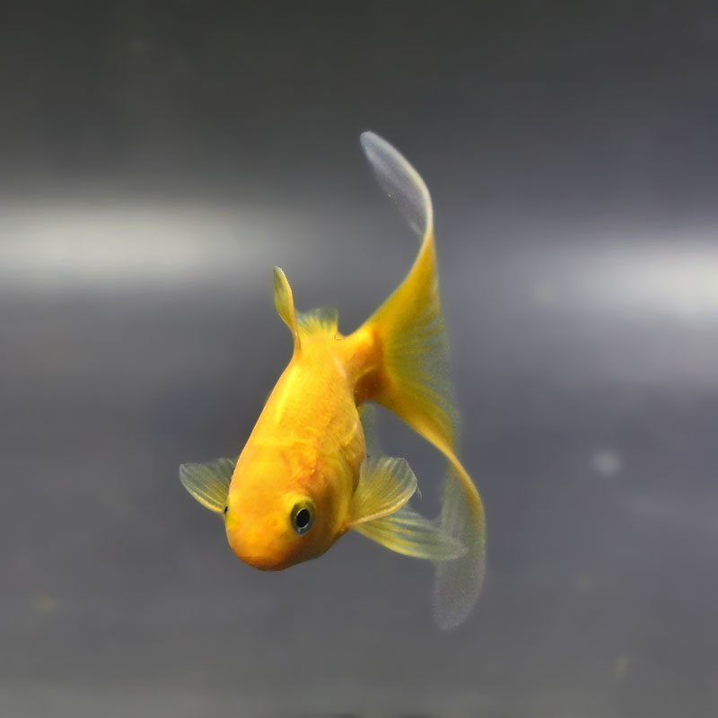 金魚王子】キラキラ 8～9cm前後 (個体番号：xsw971) 金魚 きんぎょ