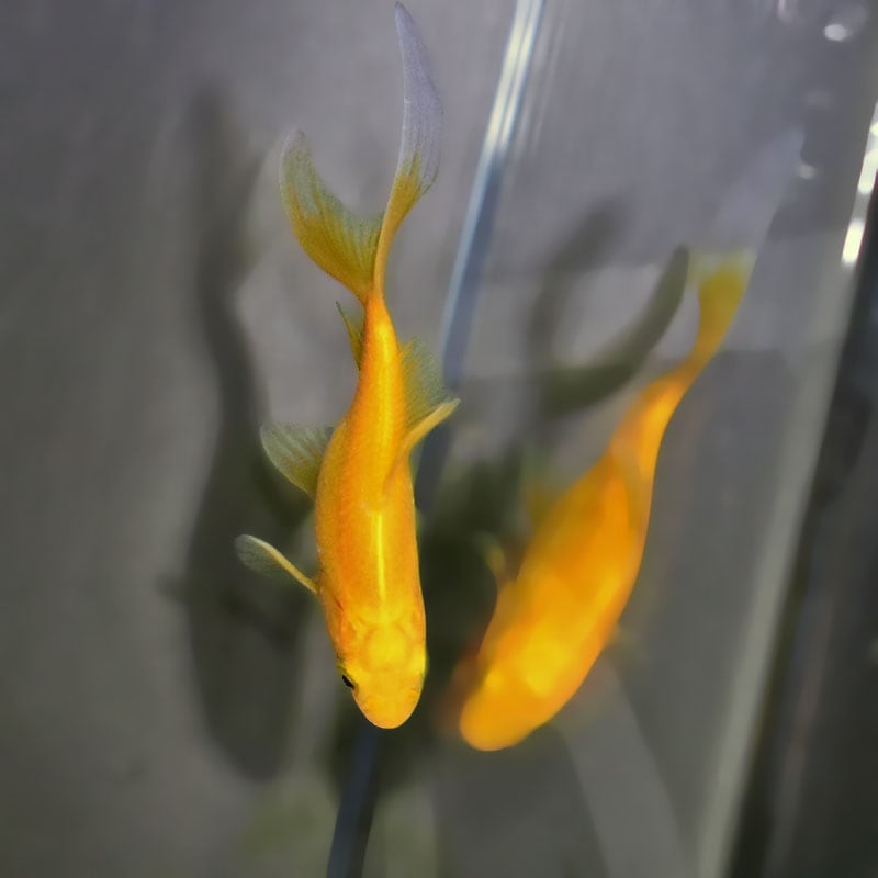 金魚王子】キラキラ 8～9cm前後 (個体番号：xsw971) 金魚 きんぎょ