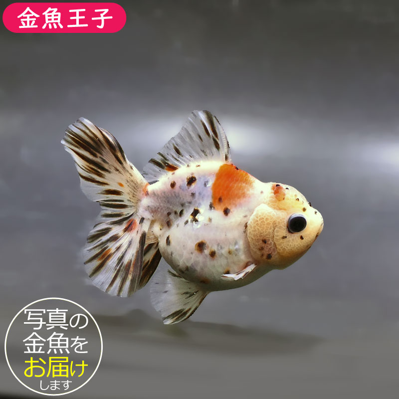 金魚王子】ハーフムーンオランダ 11±1cm前後 (個体番号：zaq245) 金魚