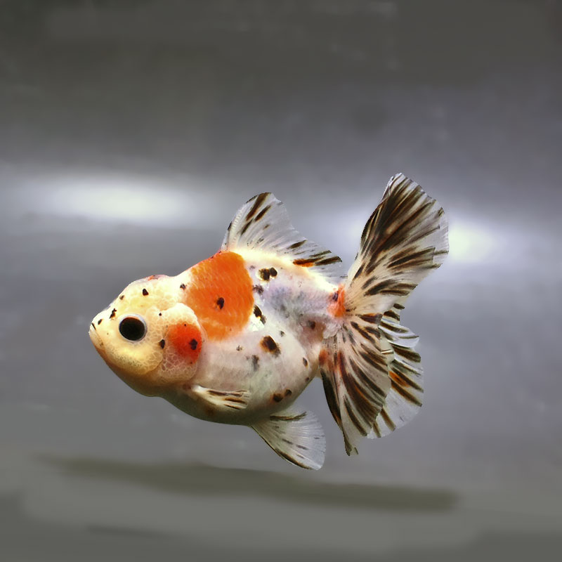 金魚王子】ハーフムーンオランダ 11±1cm前後 (個体番号：zaq245) 金魚