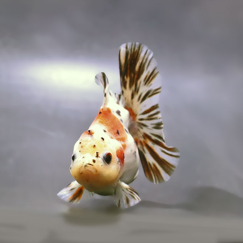 金魚王子】ハーフムーンオランダ 11±1cm前後 (個体番号：zaq245) 金魚