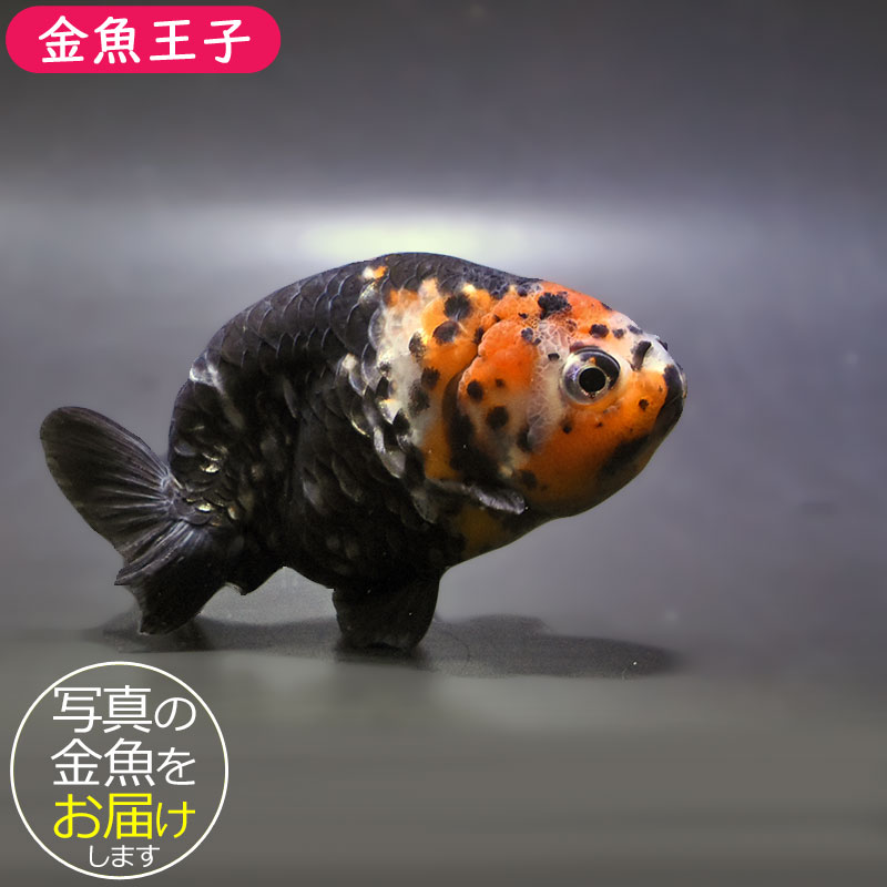 金魚王子】江戸錦 8～9cm前後 (個体番号：zaq426) 金魚 きんぎょ 生体