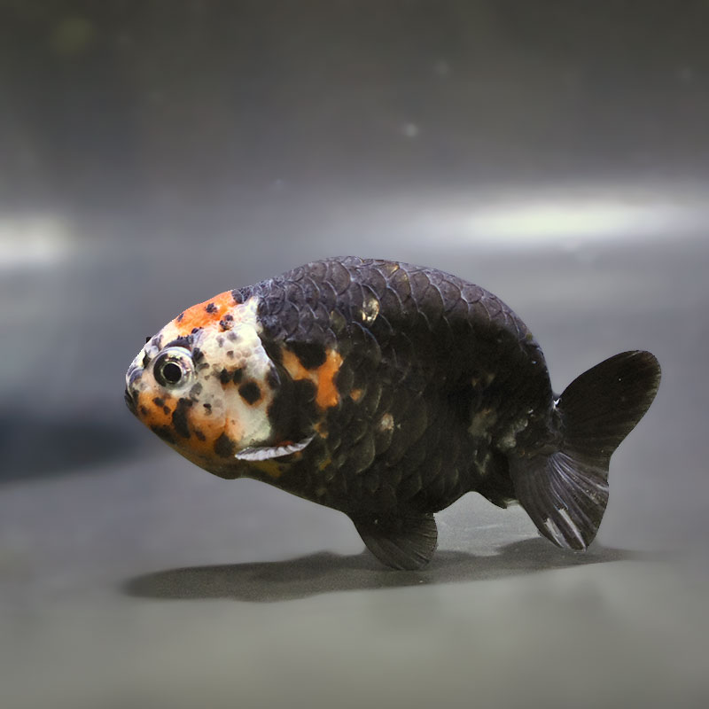 金魚王子】江戸錦 8～9cm前後 (個体番号：zaq426) 金魚 きんぎょ 生体