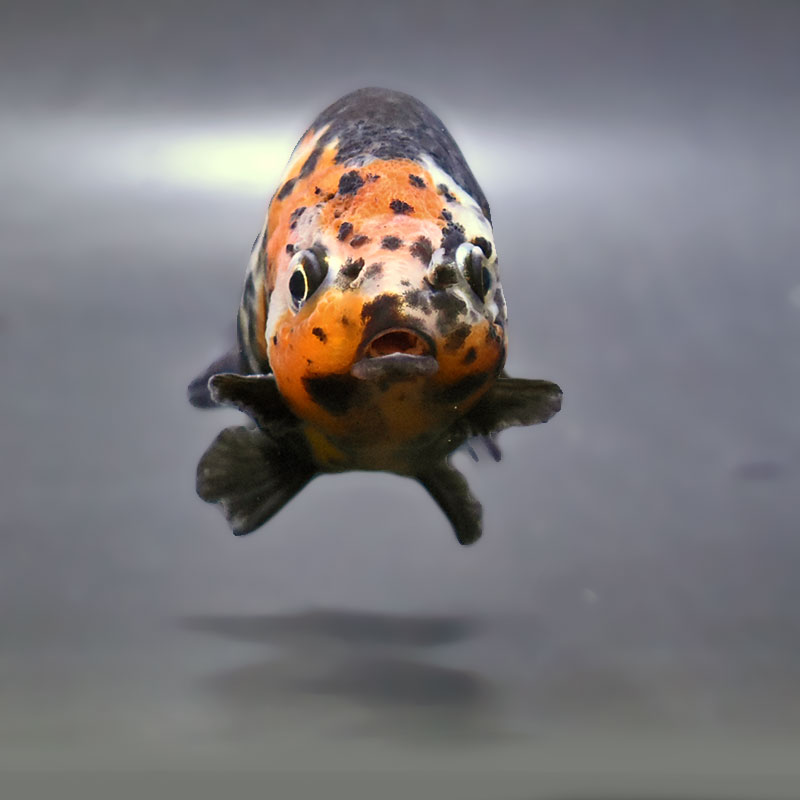 金魚王子】江戸錦 8～9cm前後 (個体番号：zaq426) 金魚 きんぎょ 生体