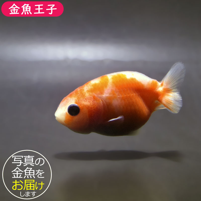 金魚 金魚王子】桜錦 6±1cm前後 (個体番号：zaq763) 金魚 きんぎょ 生体