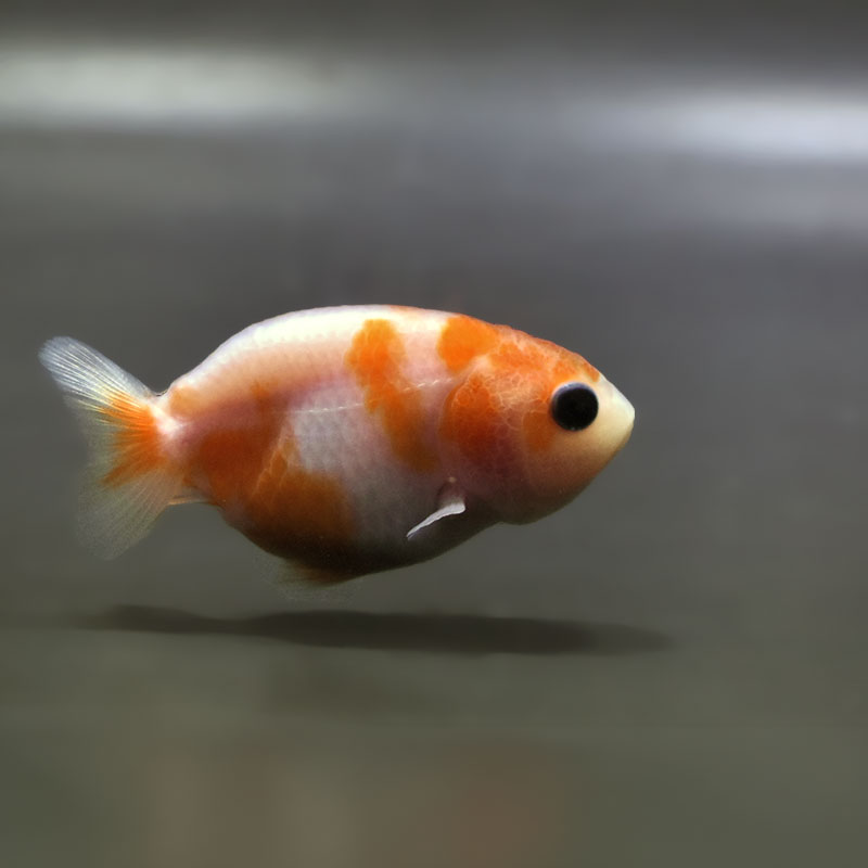 金魚王子】桜錦 6±1cm前後 (個体番号：zaq763) 金魚 きんぎょ 生体