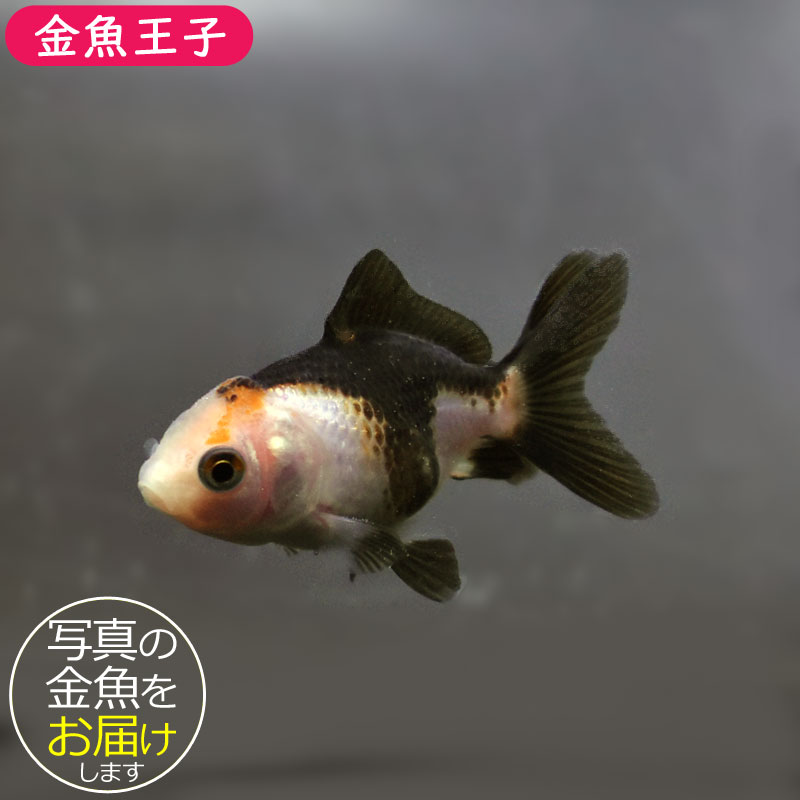 金魚王子】ベビーオランダ 5±1cm前後 (個体番号：cde356) 金魚