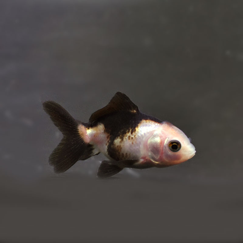 金魚王子】ベビーオランダ 5±1cm前後 (個体番号：cde356) 金魚