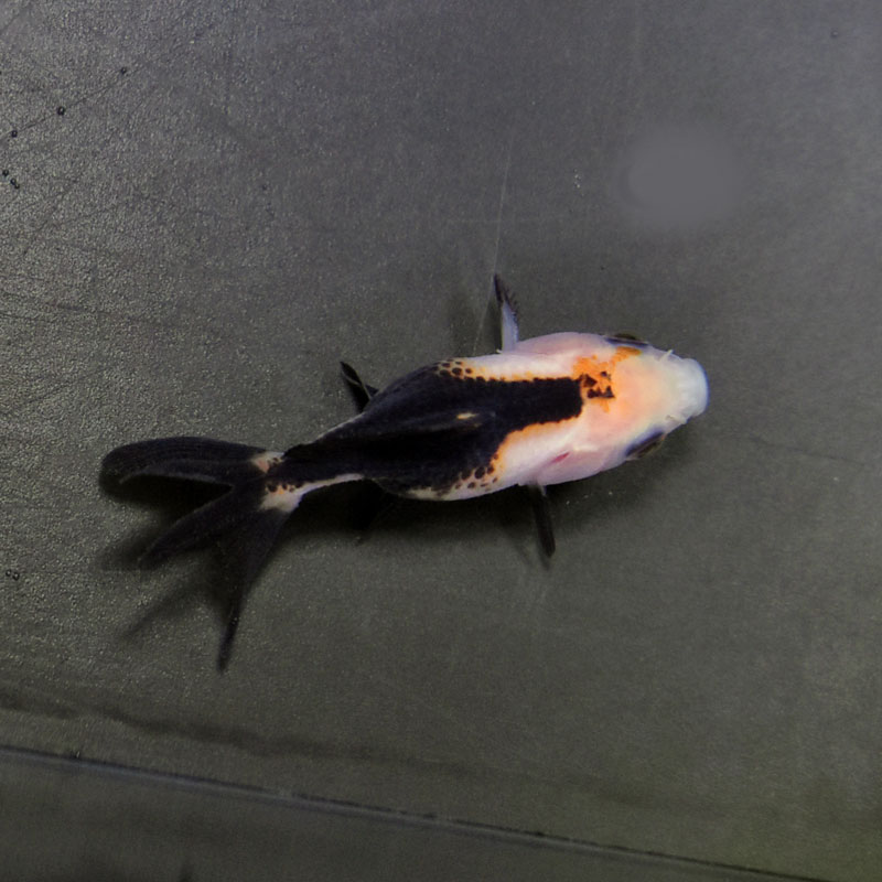 金魚王子】ベビーオランダ 5±1cm前後 (個体番号：cde356) 金魚