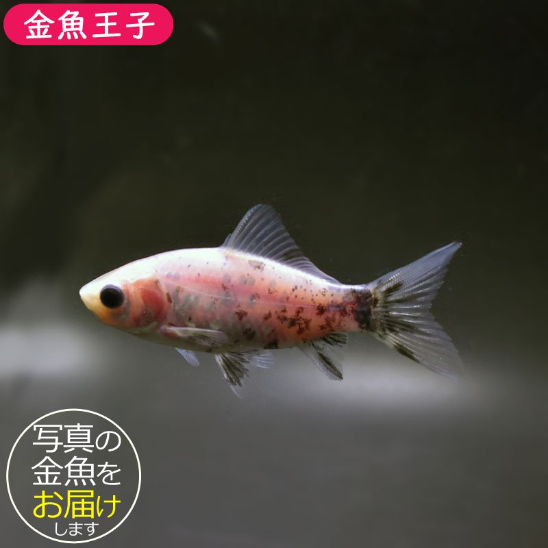 きんぎょ様追加分 金魚王子】シルク朱文金 9±1cm前後 (個体番号：cde541) 金魚 きんぎょ