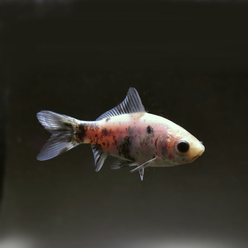 極上　大粒キラキラ金運あげてこブレス♡ ☆キラキラ☆2列☆ラインストーン フル弾性 バングル